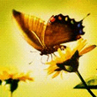 Butterfly.nth