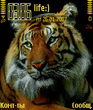 tiger.zip