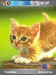 Kitten_bu_lex226