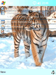 Tiger_Snow.zip