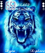 Blue_tiger