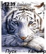 My_white_tiger.zip