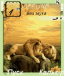 Lion_s_family.zip