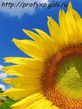 Clock_Sunflower.nth