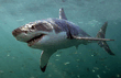 Great white shark (Carcharodon carcharias) HD.mp4