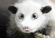 Cross eyed opossum(РљРѕСЃРѕРіР»Р°Р·С‹Р№ РѕРїРѕСЃcСѓРј).avi