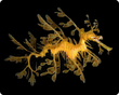 Leafy Sea Dragon.3gp