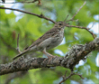 01 Р›РµСЃРЅРѕР№ РєРѕРЅС‘Рє (Anthus trivialis) .mp3