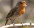 02 Р—Р°СЂСЏРЅРєР° (Erithacus rubecula).mp3