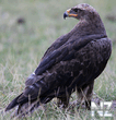 25 РЎС‚РµРїРЅРѕР№ РѕСЂРµР» (Aquila nipalensis).mp3