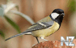 26 Р‘РѕР»СЊС€Р°СЏ СЃРёРЅРёС†Р° (Parus major).mp3