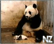 PANDA.3gp