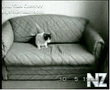 Коты, кошки, кошаны.3gp