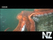 Giant octopus - extreme animals BBC.mp4