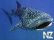 Diving with Whale shark (Walhai Maledives 2009).mp4