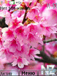 Cherry_Blossom.nth