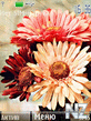 beautiful_sunflowers.nth
