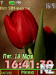tulips12pict.nth