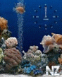 aquarium_clock.swf