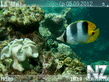 underwater_e61_by_alfa_4a76e5cac6ecd.sis