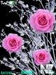 pink-rose-by-selena.nth