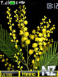 mimosa.nth