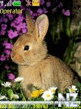 rabbits.nth