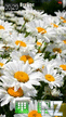 chamomile.sisx