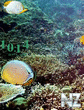 Under_Sea_Clock.swf