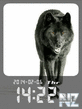 Wolf_Clock.swf