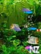 Aquarium_2.swf