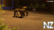 Mutant_Giant_Spider_Dog.mp4