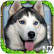 Stray Dog Simulator v1.4.apk