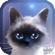 Siamese Cat v1.1.3.apk