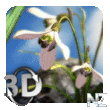 Nature Live: Spring Flowers XL FULL v1.0.apk