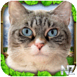 Stray Cat Simulator v1.apk