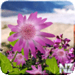 Flowers Live Wallpaper v1.1b.apk