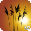 Reeds Live Wallpaper v1.09.apk