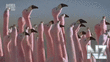 Flamingo ballet