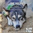 The Husky - Loba (Tom Bro Remix)